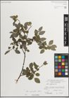 Foto von Salix myrsinifolia Salisb.